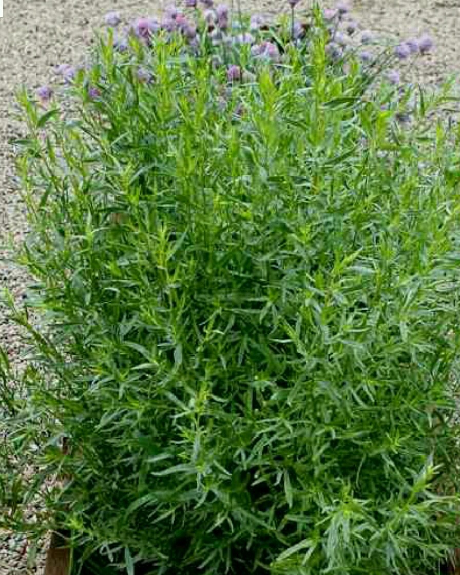 TARRAGON -300 Herb Seeds -Non GMO-Organic-Open Pollinated.