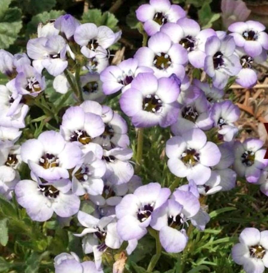 750+ Bird’s Eyes Seeds **Fresh Seeds** ~~Free Shipping~~