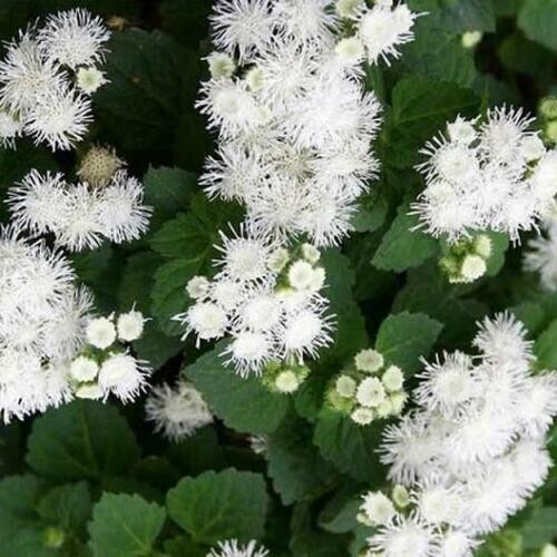 Ageratum Mix RED WHITE & BLUE Flowers USA Patriotic July 4th Non-GMO 500 Seeds!
