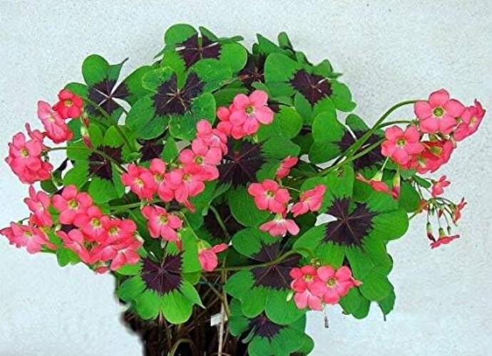 Vibrant Iron Cross Shamrock Bulbs – 10 Fast Growing for Indoors & Outdoors