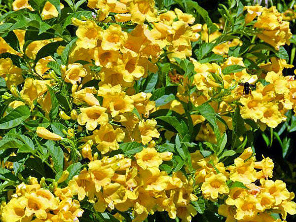 Tecoma stans | Yellow Bells | Ginger-Thomas | Esperanza | 10 Seeds