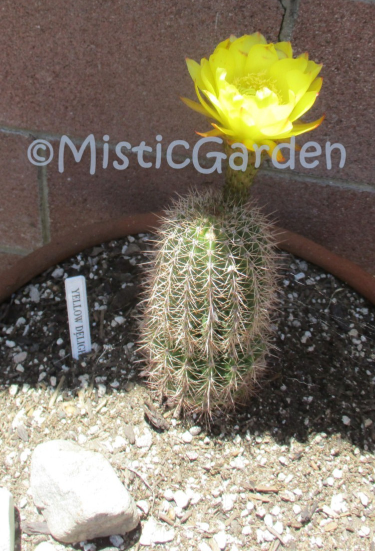 Echinopsis Hybrid ‘Lemon’ Yellow Cactus 6″