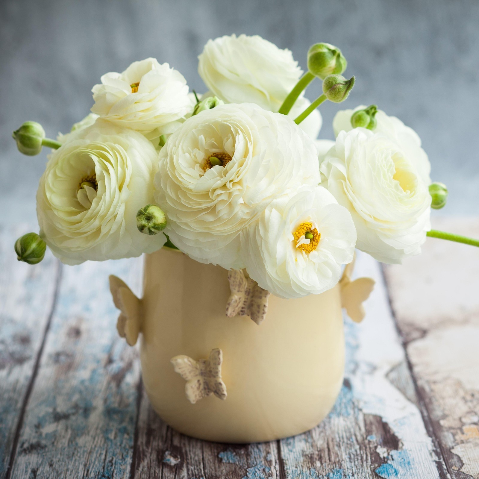 Easy to Grow Ranunculus Buttercup White 10 Plant Bulbs, Spring Flowers