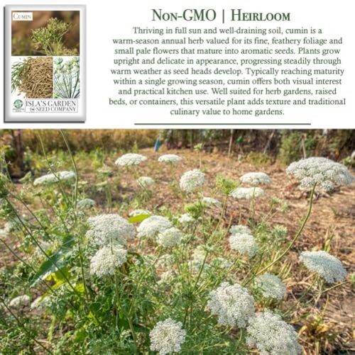 Cumin Seeds (Cuminum cyminum) – 300+ Heirloom Non GMO Seeds by Isla’s Garden