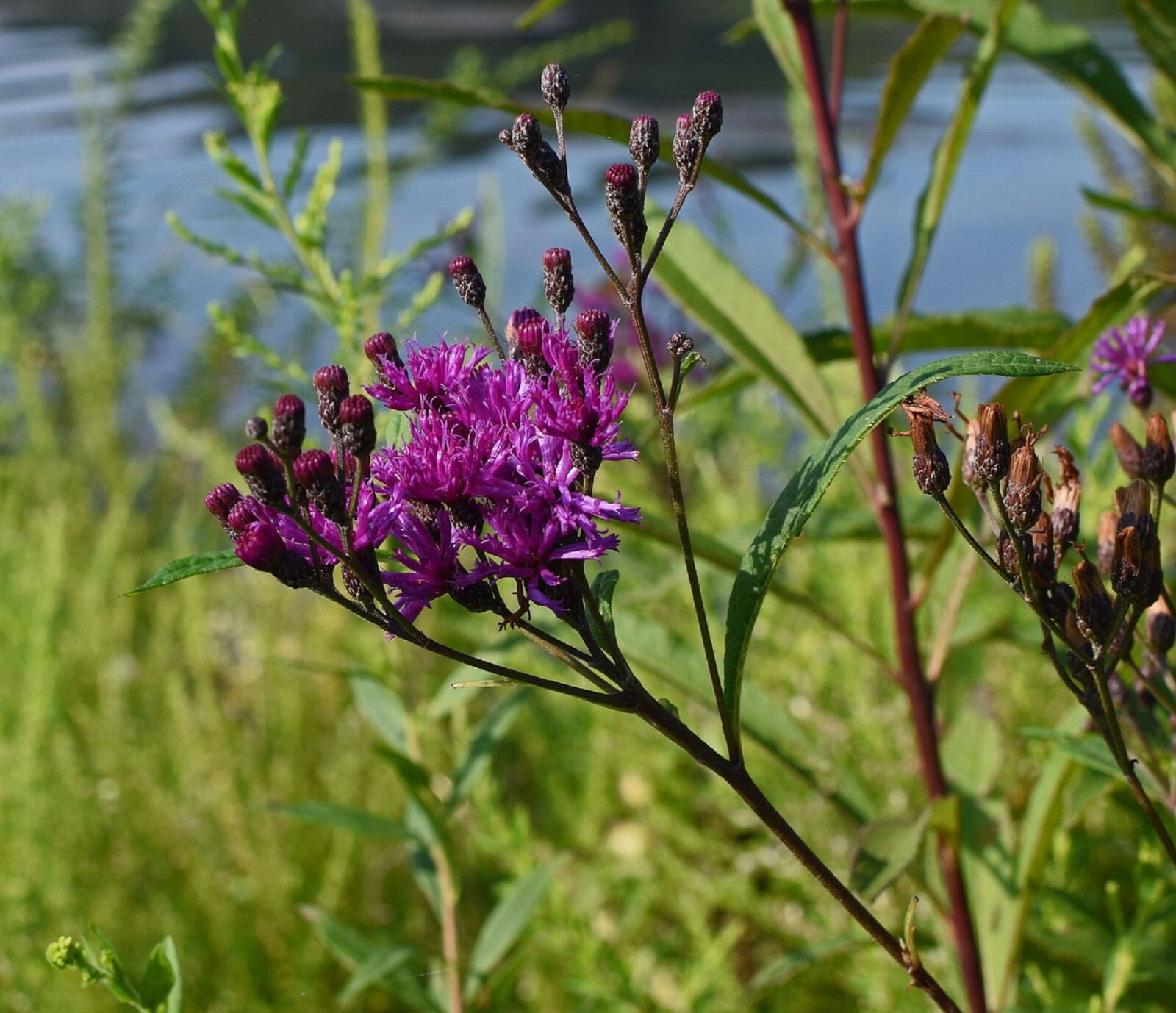 100 Ironweed Medicinal Herb Seeds Purple Flower FREE SHIPPING Vernonia fascicula