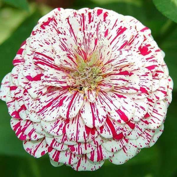 Zinnia elegans Peppermint Stick | 200 Seeds