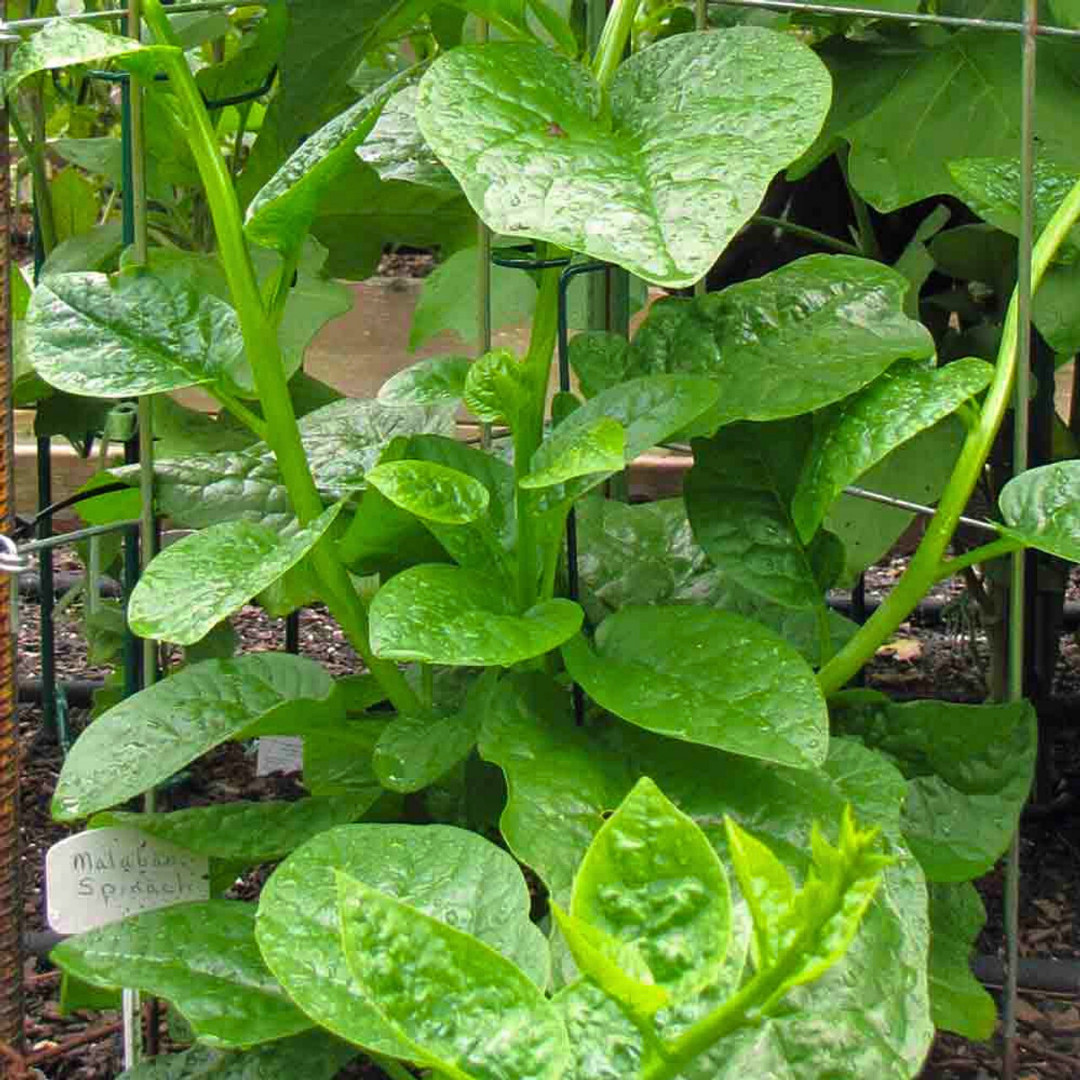 Fresh Green Malabar Spinach Seed | Mong Toi | Heirloom Non-GMO | Asian Vegetable