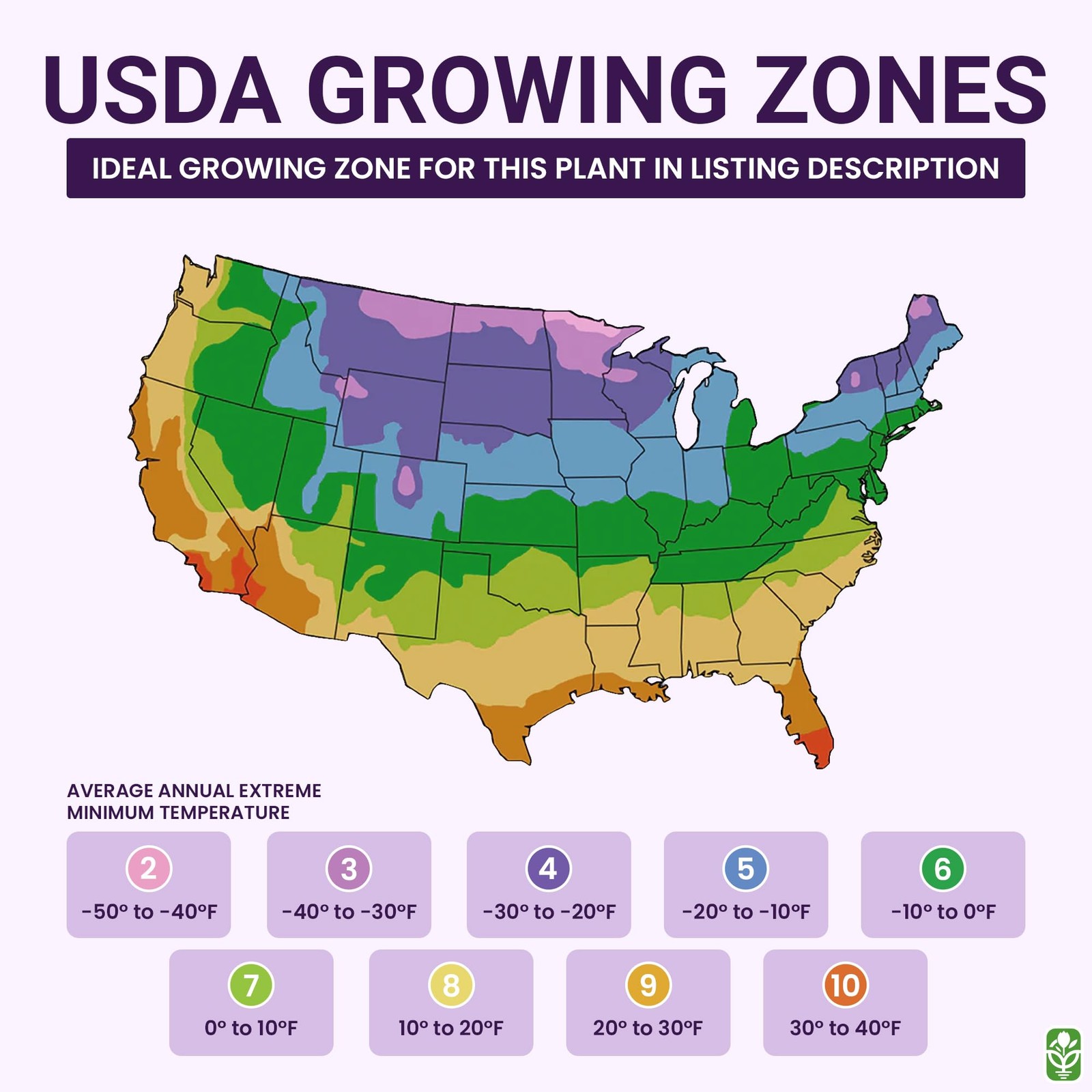 80 Broken Colors Four O’Clock Seeds Tender Perennial That Reseeds Easily