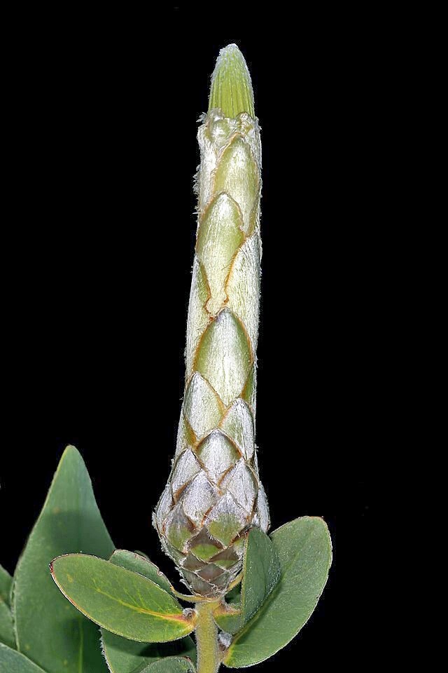 Protea aurea ssp. potbergensis | Potberg Sugarbush | 5 Seeds