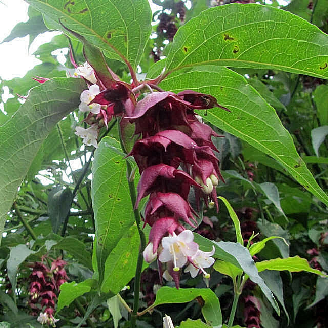HIMALAYAN HONEYSUCKLE BUSH 201 SEEDS HARDY PERENNIAL mariesgreengarden EZ PLANT