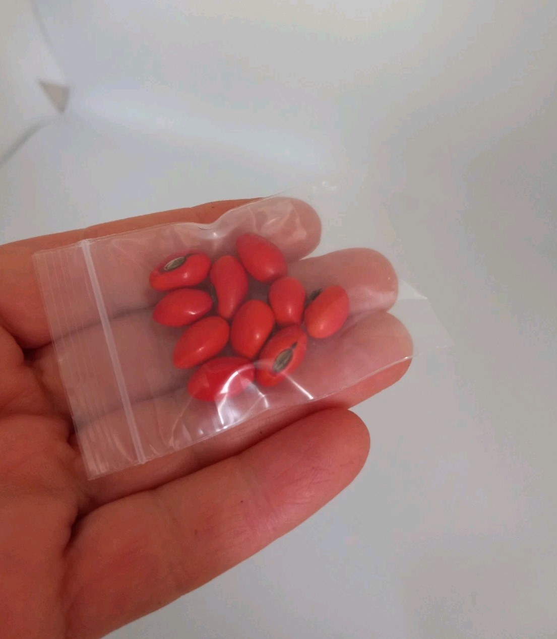 CORAL BEAN Pack Of 10 Seeds, Florida Grown Erythrina herbacea FREE SHIPPING
