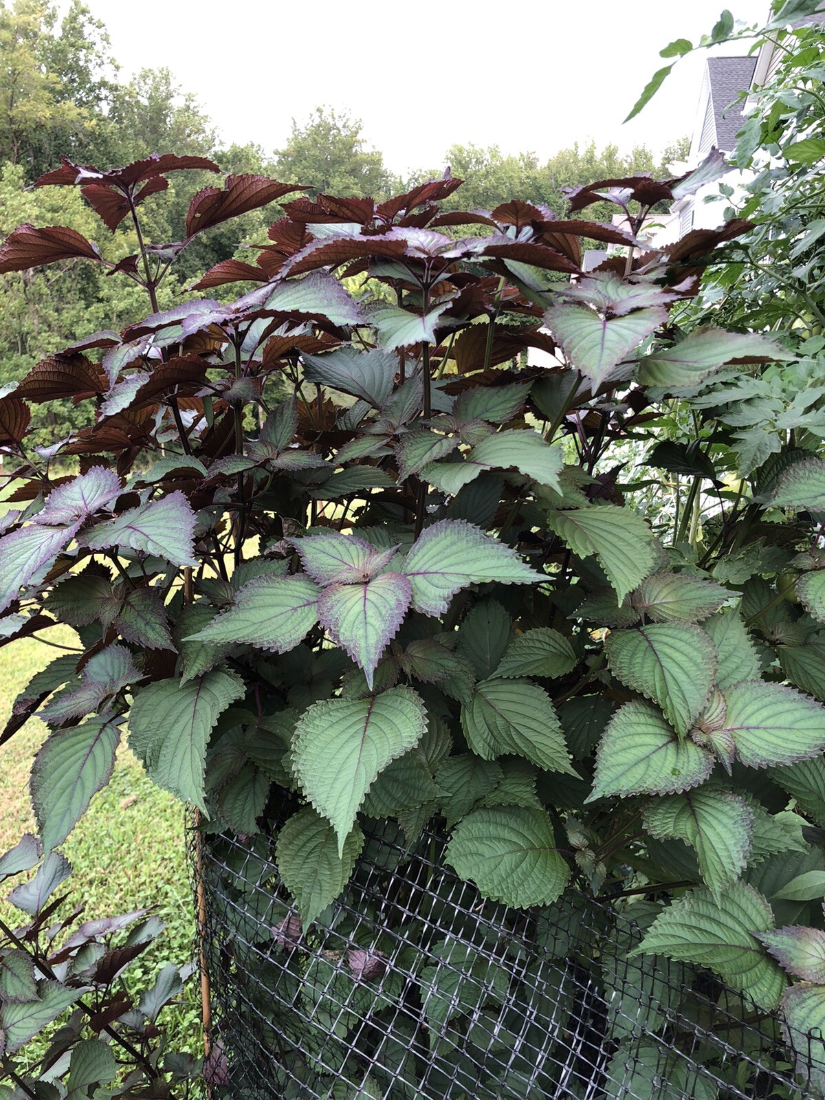 Perilla frutescens 20 live plants or 50 leaves for Cooking