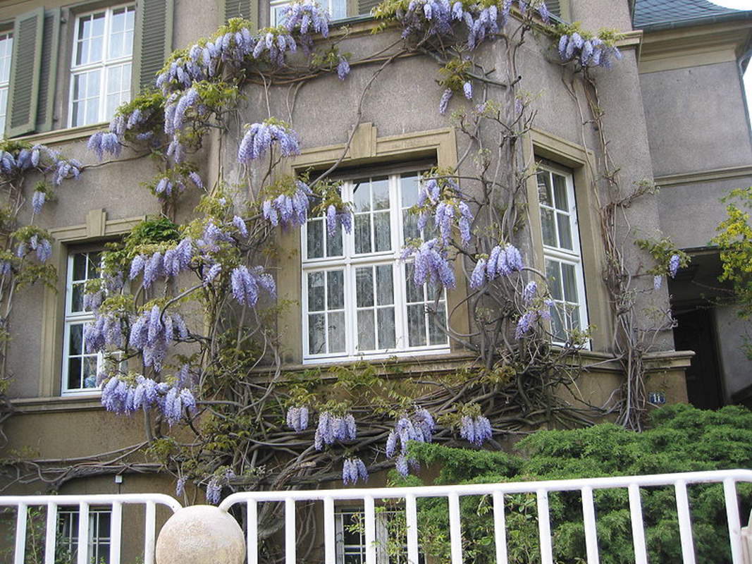 1-1000 PCS Chinese Wisteria Sinensis Tree Seeds Purple Shrub Vine Flower 0140