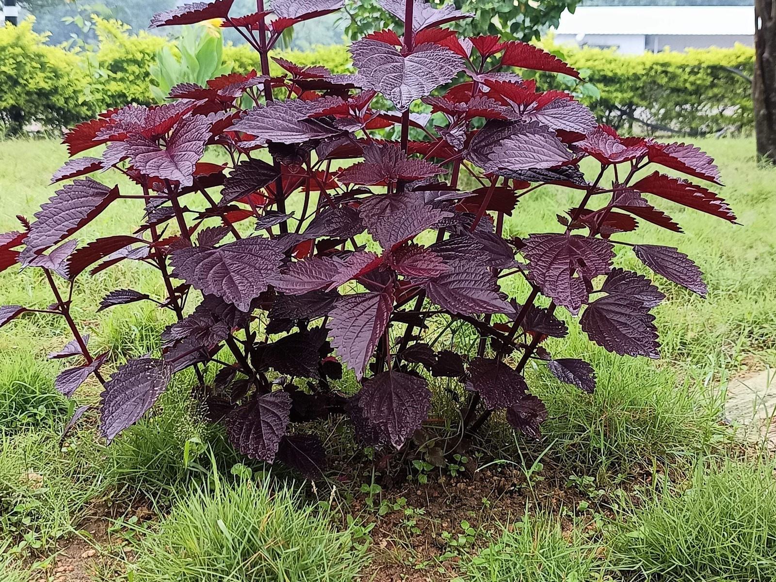 300 PURPLE SHISO aka PERILLA Frutescens Ornamental Herb Seeds Green & Purple