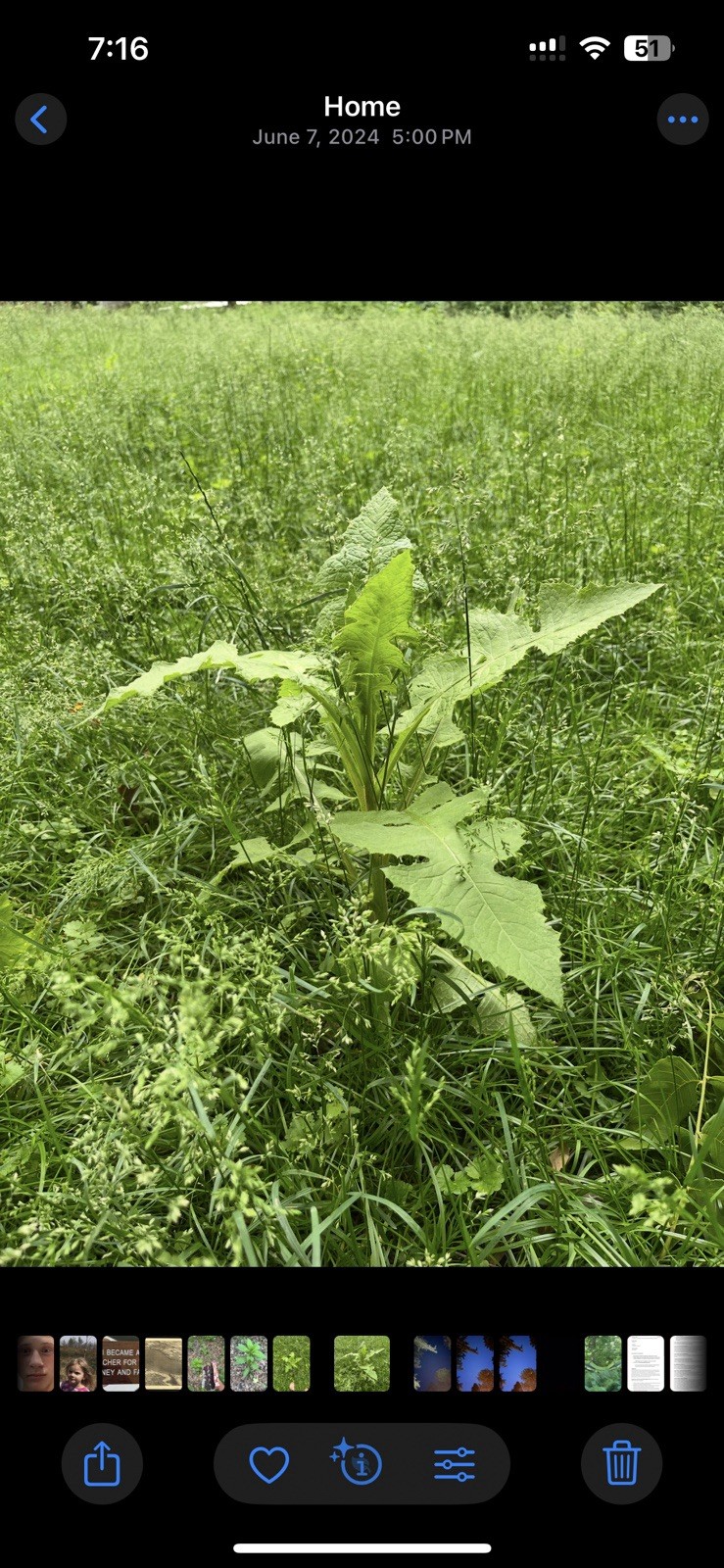 Wild lettuce – Native American Plant Seeds – Extra Tall Hedge And Forage!