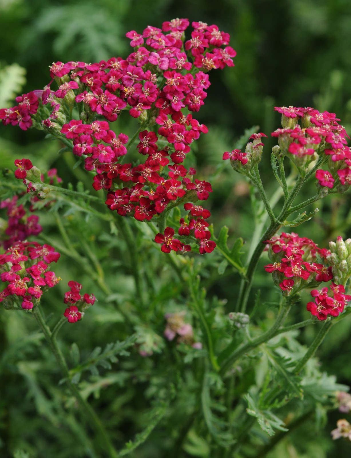 Red Yarrow Seeds (Achillea millefolium rubra)