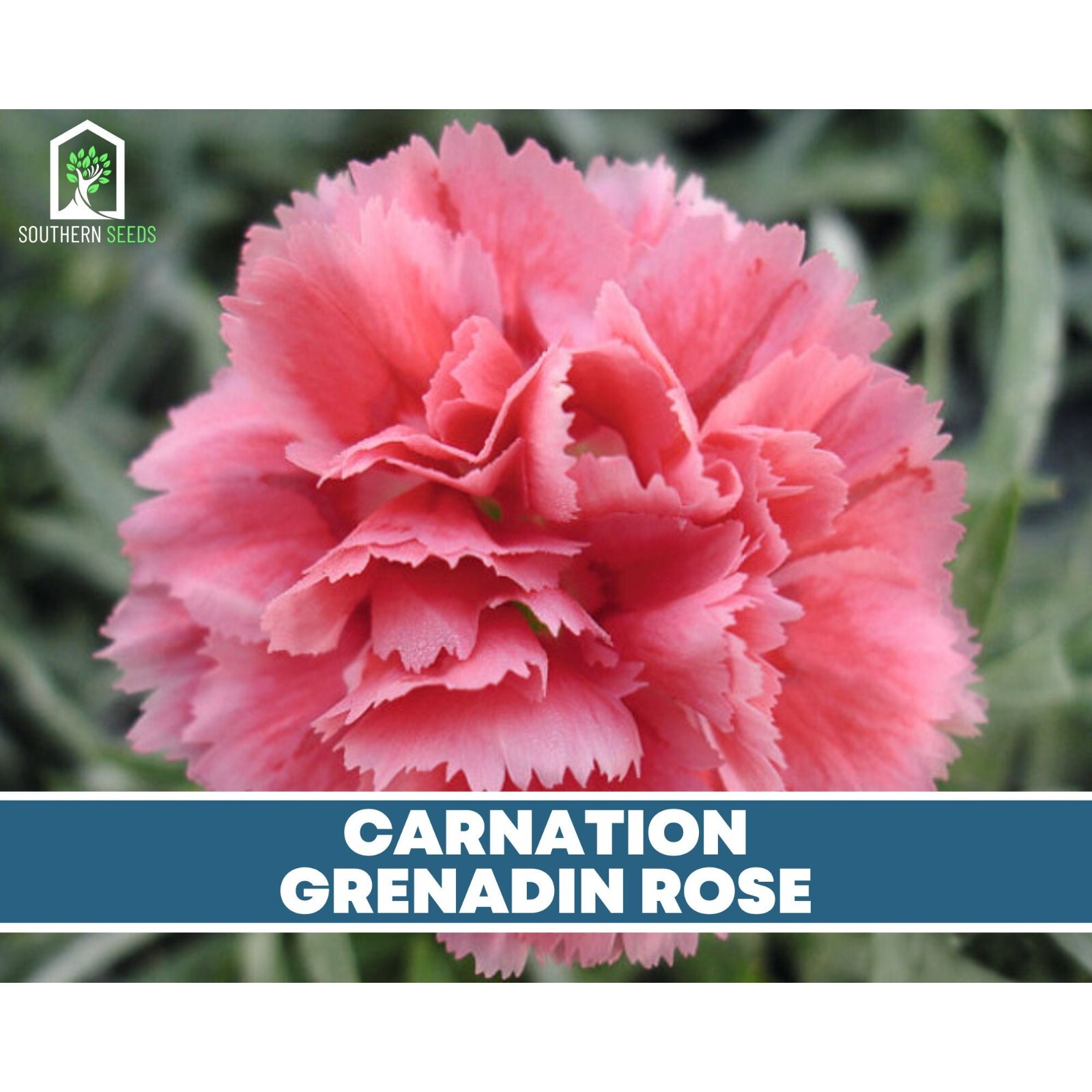 Carnation, Grenadin Rose – 25 Seeds (Dianthus carophyllus)