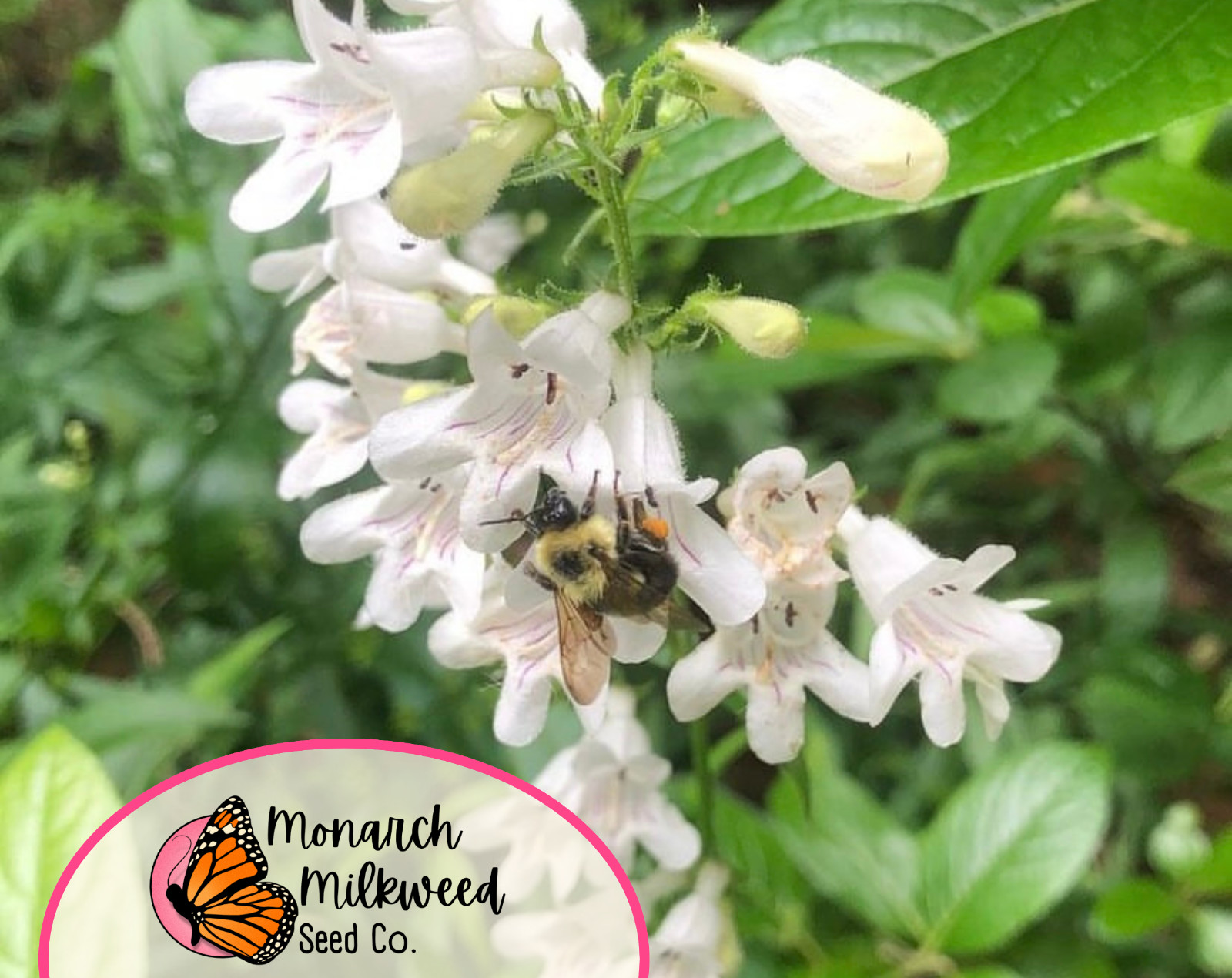 5000+ Foxglove ‘Beardtongue’ Seeds | Native Perennial Wildflower for Pollinators