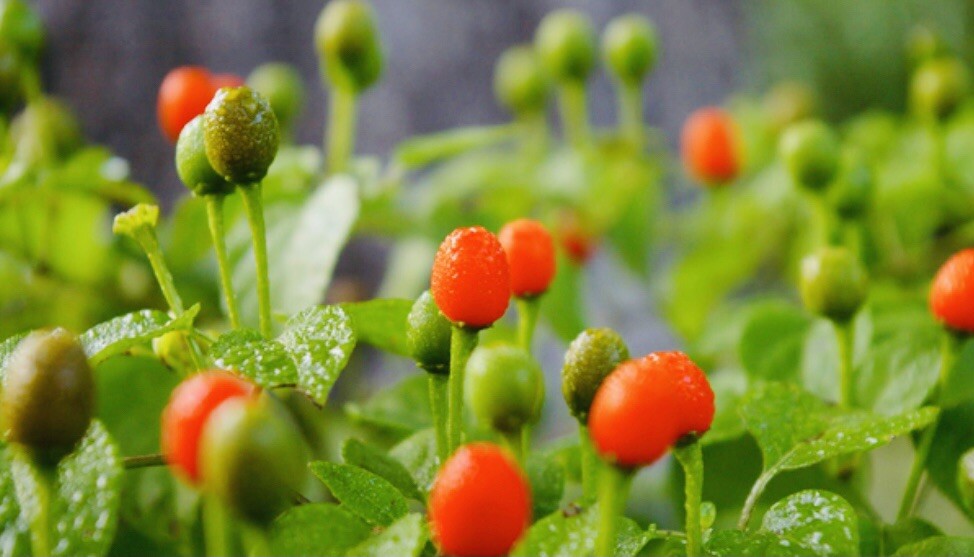 (80 SEEDS) PREMIUM CHILE PEQUIN BIRD EYE HOT PEPPER SEEDS FREE SHIPPING