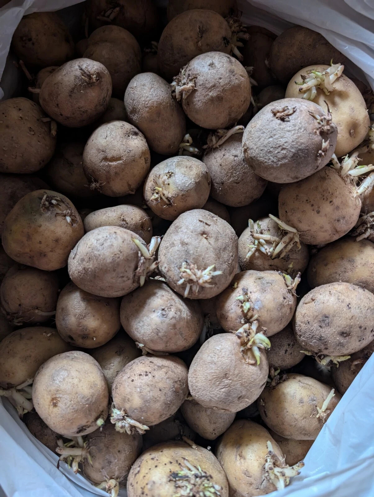 POTATO Tubers MEDIUM Seed Potatoes Kennebec For Planting White