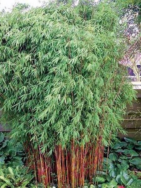 50 Red Dragon Bamboo Seeds Privacy Plant Garden Clumping Shade Screen US SELLER