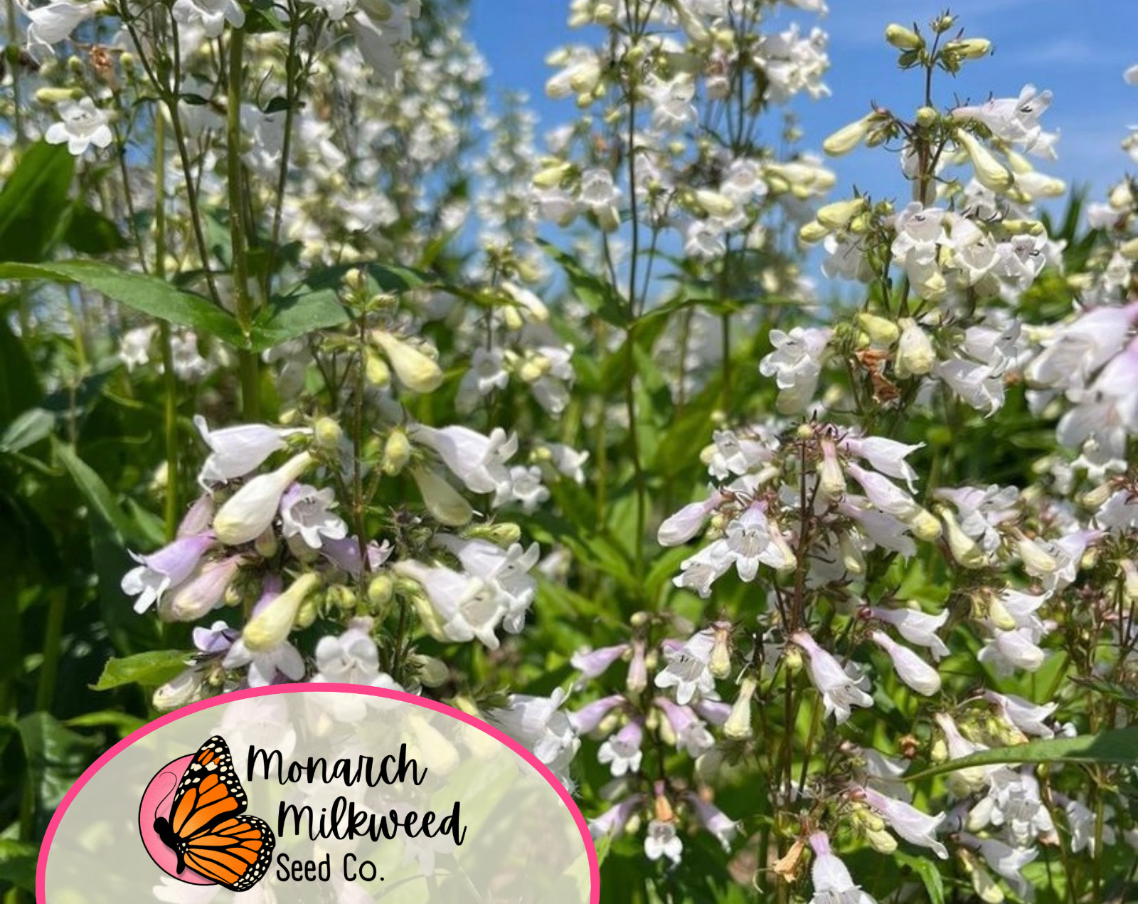 5000+ Foxglove ‘Beardtongue’ Seeds | Native Perennial Wildflower for Pollinators