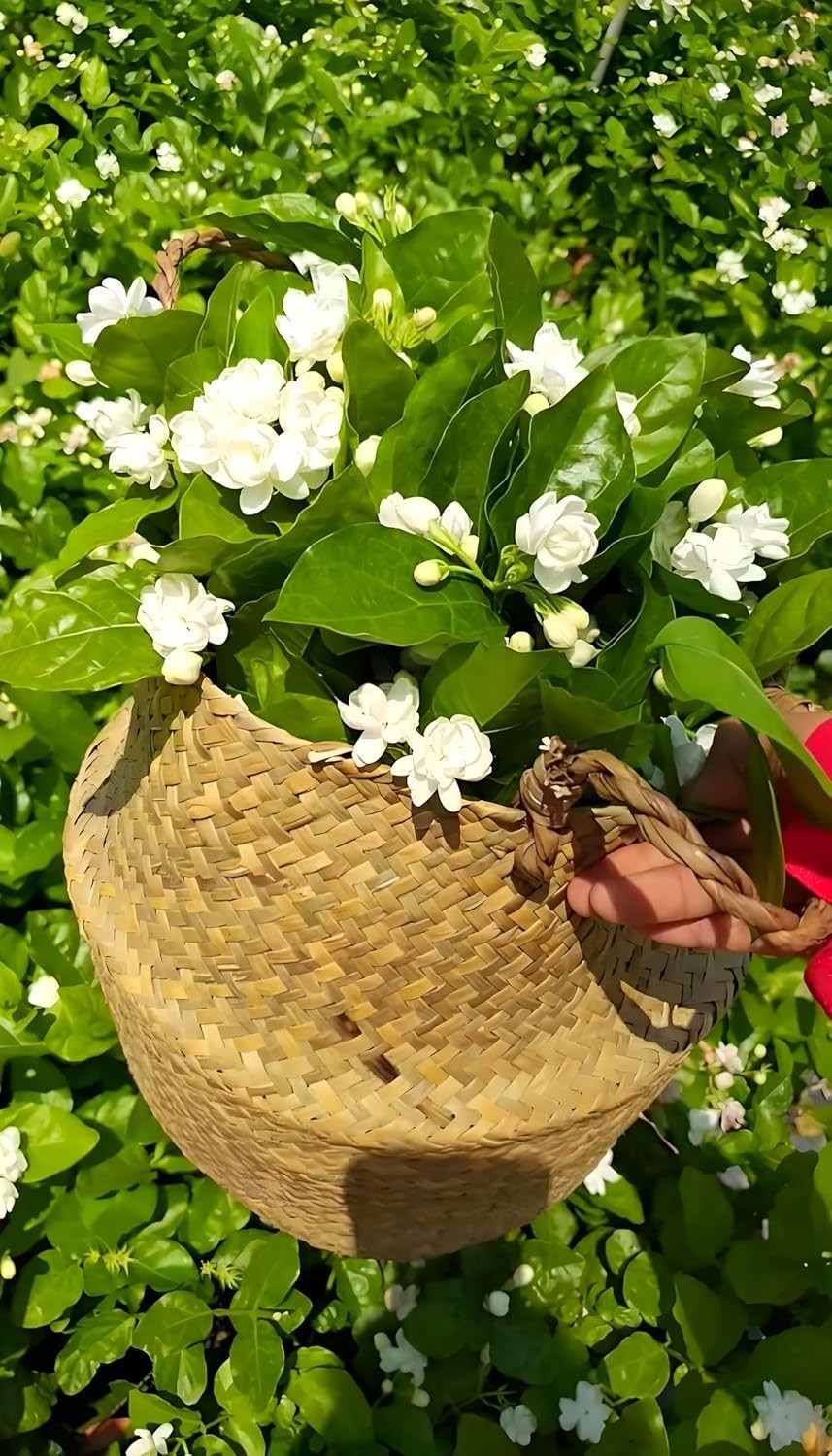 50 Pcs Jasmin Seeds for Planting Fragrant Flower Seeds for Home Garden Decor