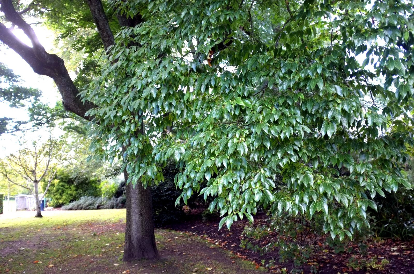 10 DATE PLUM FRUIT TREE SEEDS (Diospyros Lotus) “MEDITERRANEAN PERSIMMON” PLANT