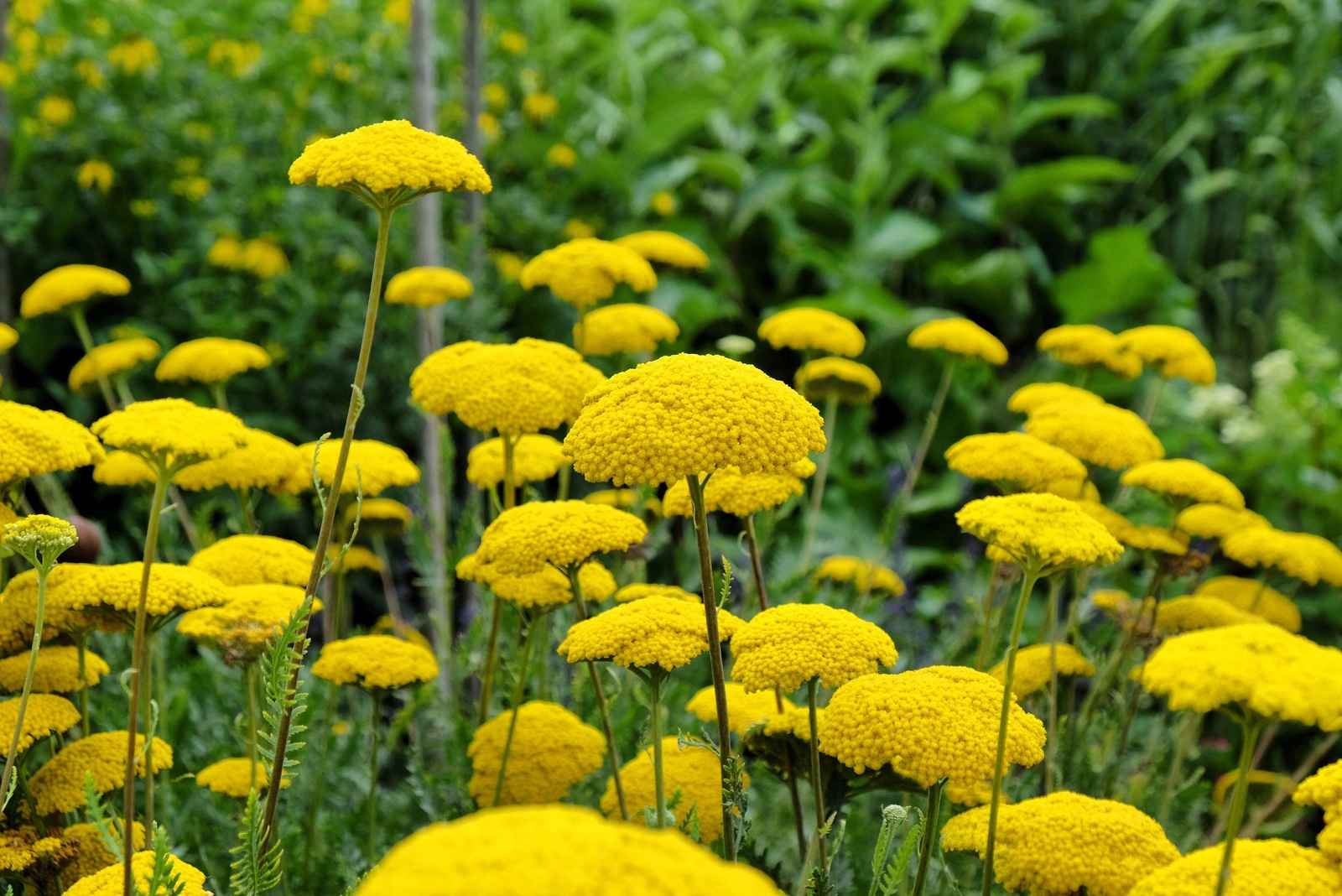 250 GOLD Golden Yellow YARROW Achillea Millefolium Flower Seeds
