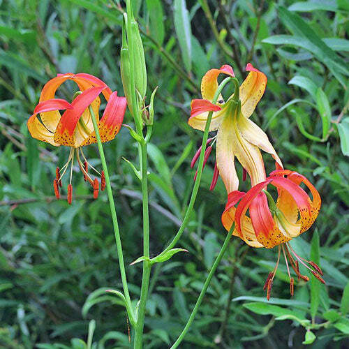 Lilium pardalinum | Leopard Lily | Panther Lily | 10 Seeds