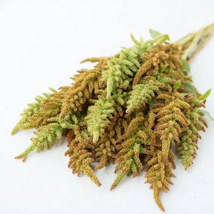 100+ Amaranth Autumn’s Touch seeds