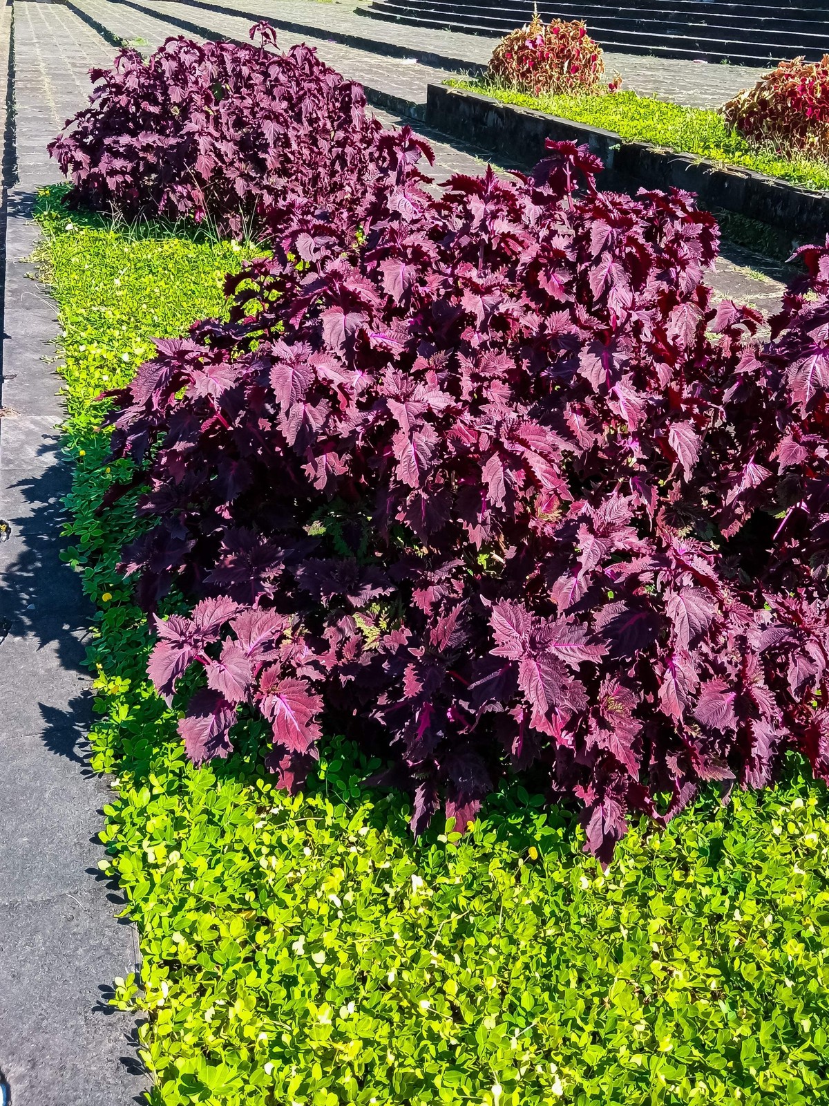 300 PURPLE SHISO aka PERILLA Frutescens Ornamental Herb Seeds Green & Purple
