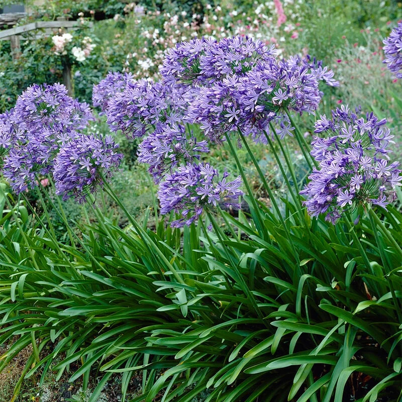 25 Dwarf Blue Lily of The Nile Flower Seeds Agapanthus “Peter Pan” House Plant