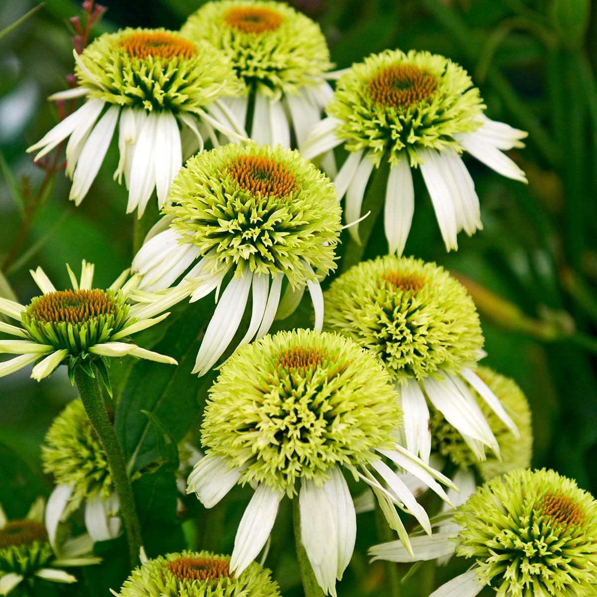 1000+ Double Echinacea Coneflower Seeds for Planting -Perennial Cone Flower Seed