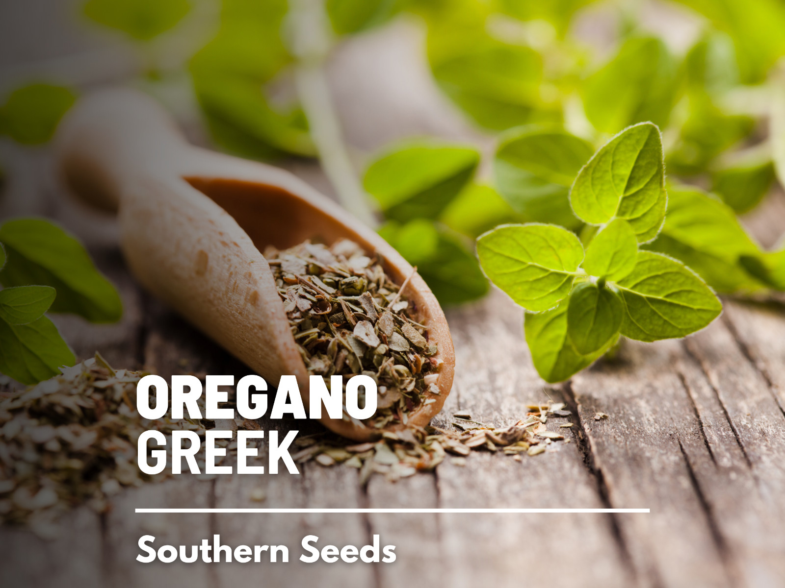 Oregano, Greek – 500 Seeds – Medicinal & Culinary Herb – Heirloom – Non GMO