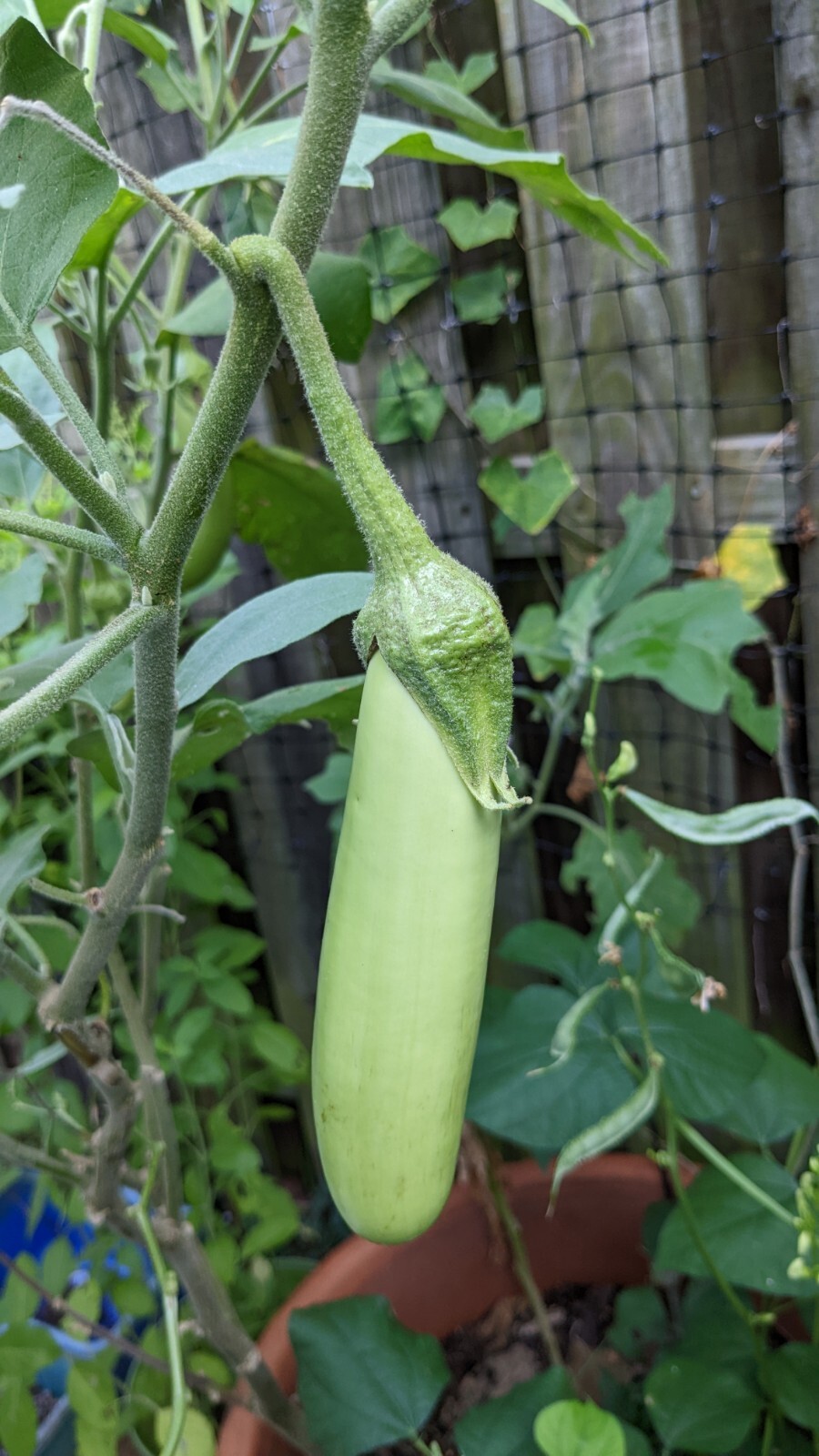 Asian Green Fingers /Thai long green 25 Seeds Eggplant 0.15g container variety