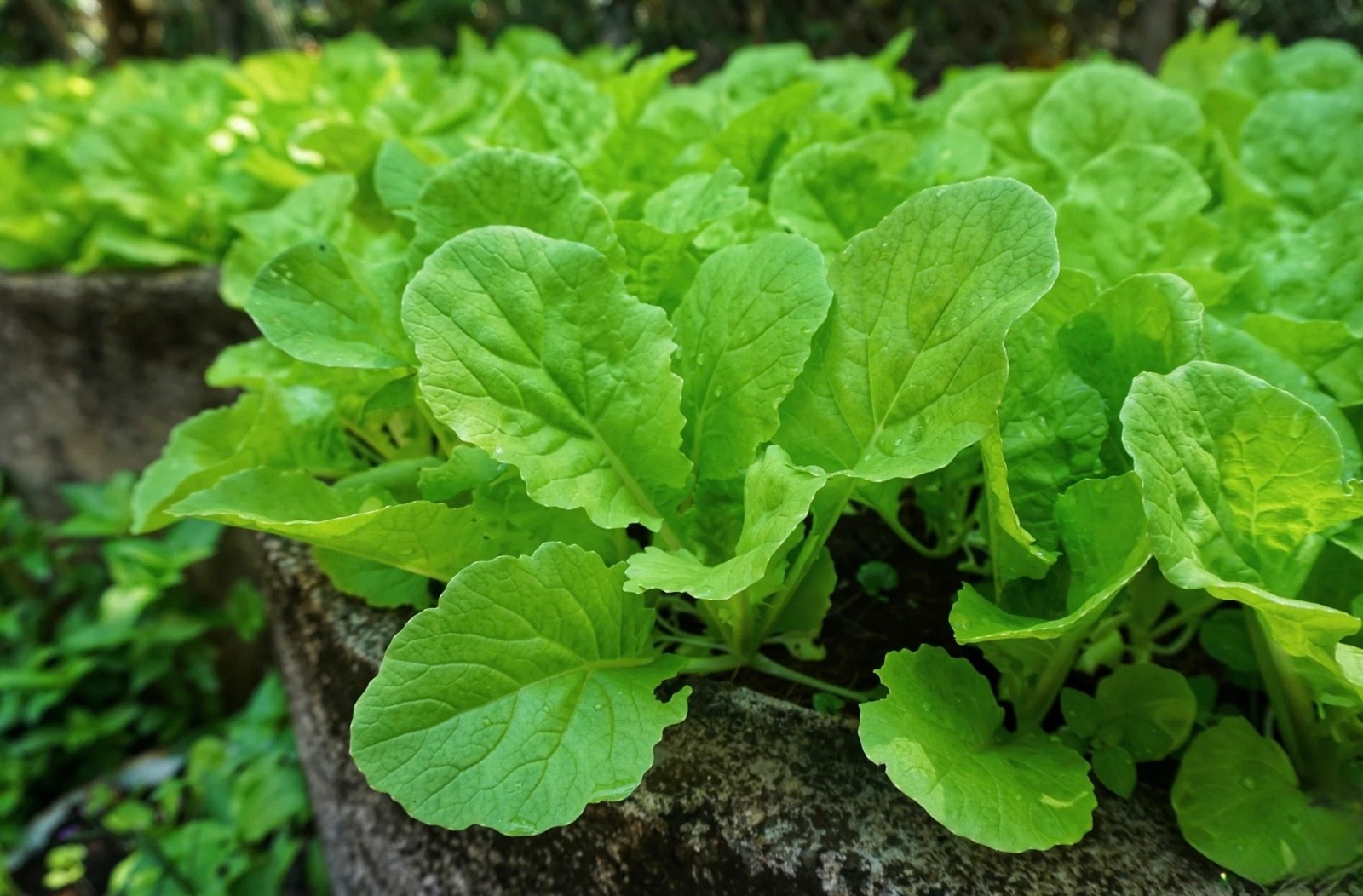 Organic Seven Top Turnip Greens Seeds, Non-GMO Heirloom. Fresh for 2026 🇺🇸