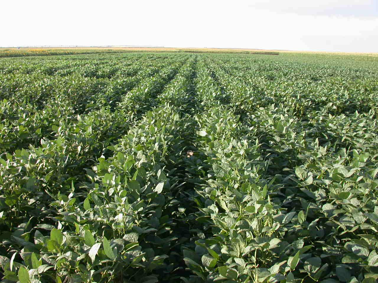 5lb Bag Forage Soybean Seeds Deer Turkey Duck Pheasant Rabbits NON GMO Seed NEW