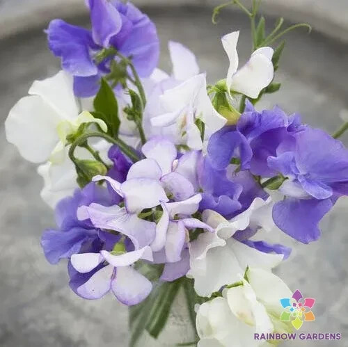 50+ Blue Mix Sweet Pea Seeds for Garden Planting – USA – FREE SHIPPING!