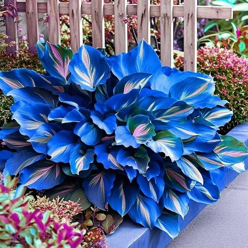 🌿 20+ HOSTA SEEDS – PERENNIAL OUTDOOR SHADE GARDEN PLANTING SEEDS – ORNAMENTAL