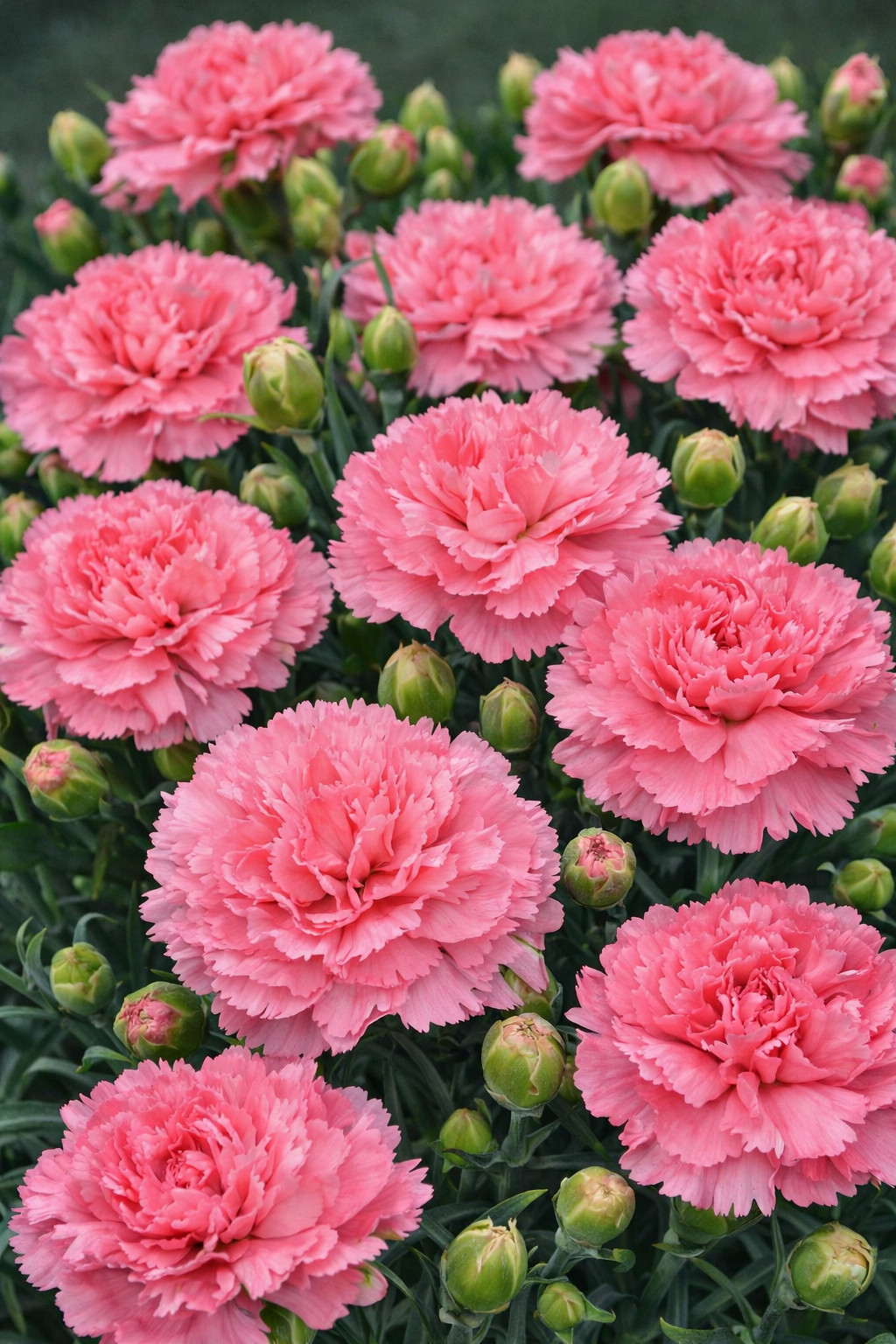 100 Carnation Seeds Dianthus Flowers Seed Flower Perennial “Crimson Wonder”