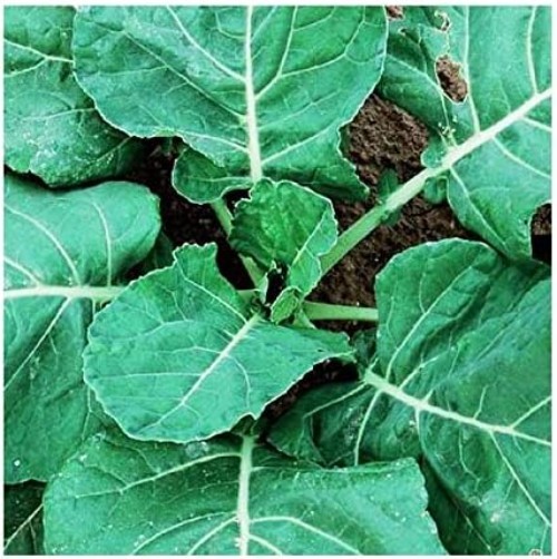 Heirloom Vegetable Seeds Dark Blue Green Collards for Spring and Summer Planting