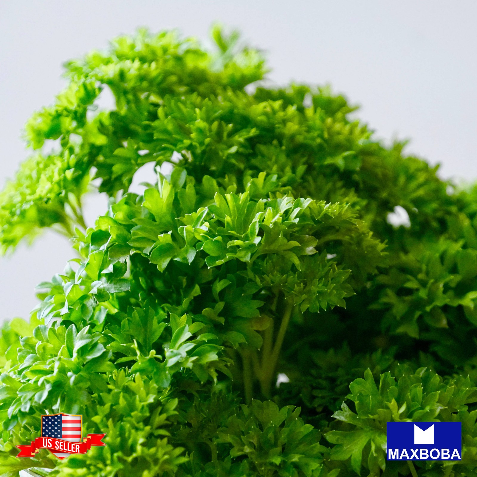 700+ Triple Moss Curled Parsley Seeds Non-GMO Heirloom BTGO 75% OFF