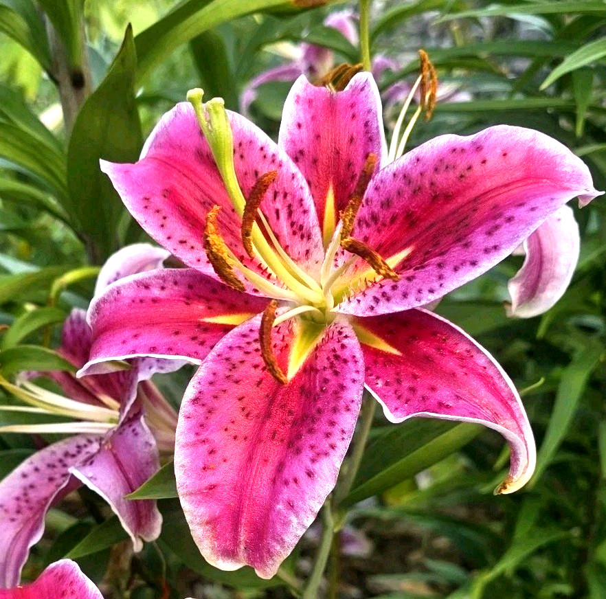 Lily Flower Bulbs 3 XL Pink Stargazer Flowers Oriental Lilys Perennial Plants