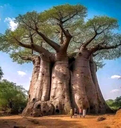 10 Baobab Seeds Adansonia digitata Tree of Life Rare Monkey Bread Bonsai Plant