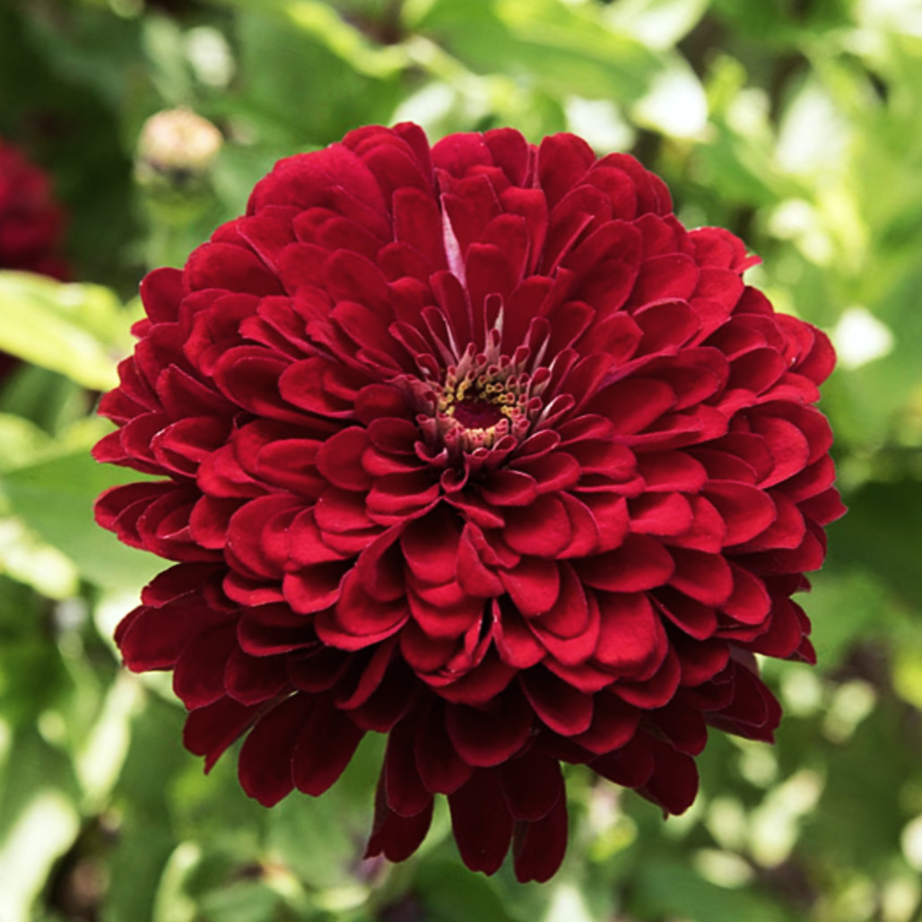 Meteor Burgundy Zinnia Seeds – For 2025 Planting Velvet Dark Red Maroon