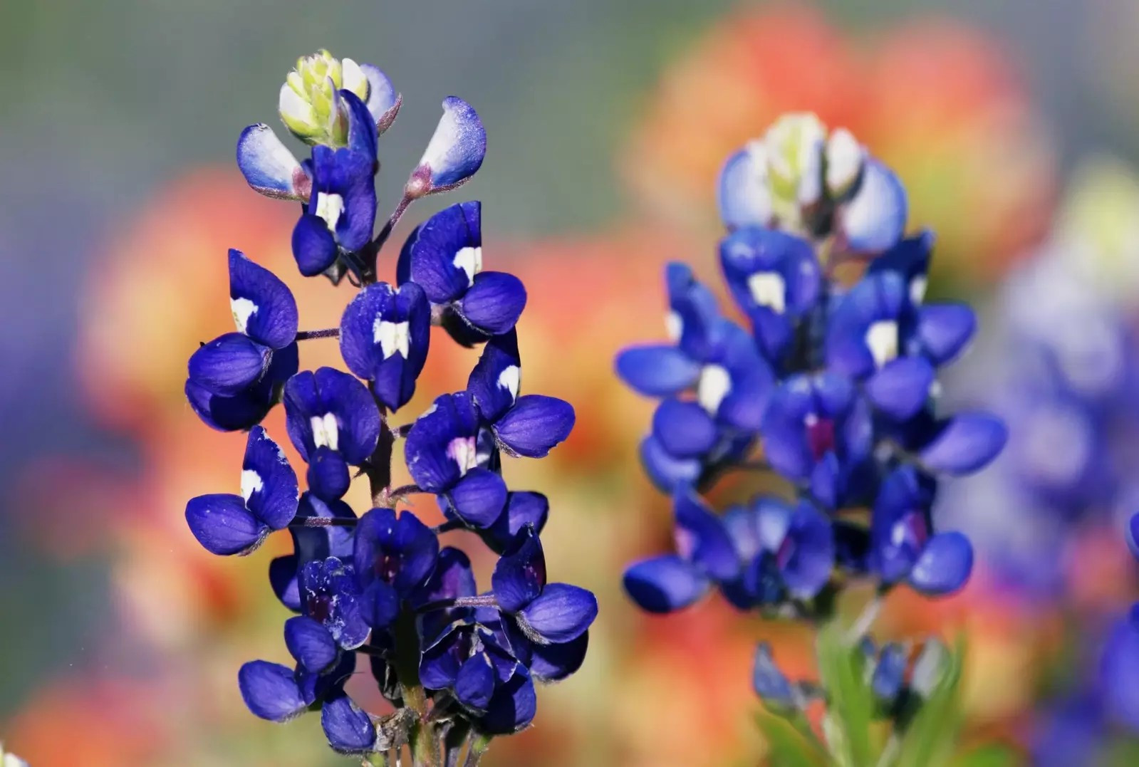100+ Texas Bluebonnet Seeds – Hummingbirds Butterflies – Bright Color- Fragrant