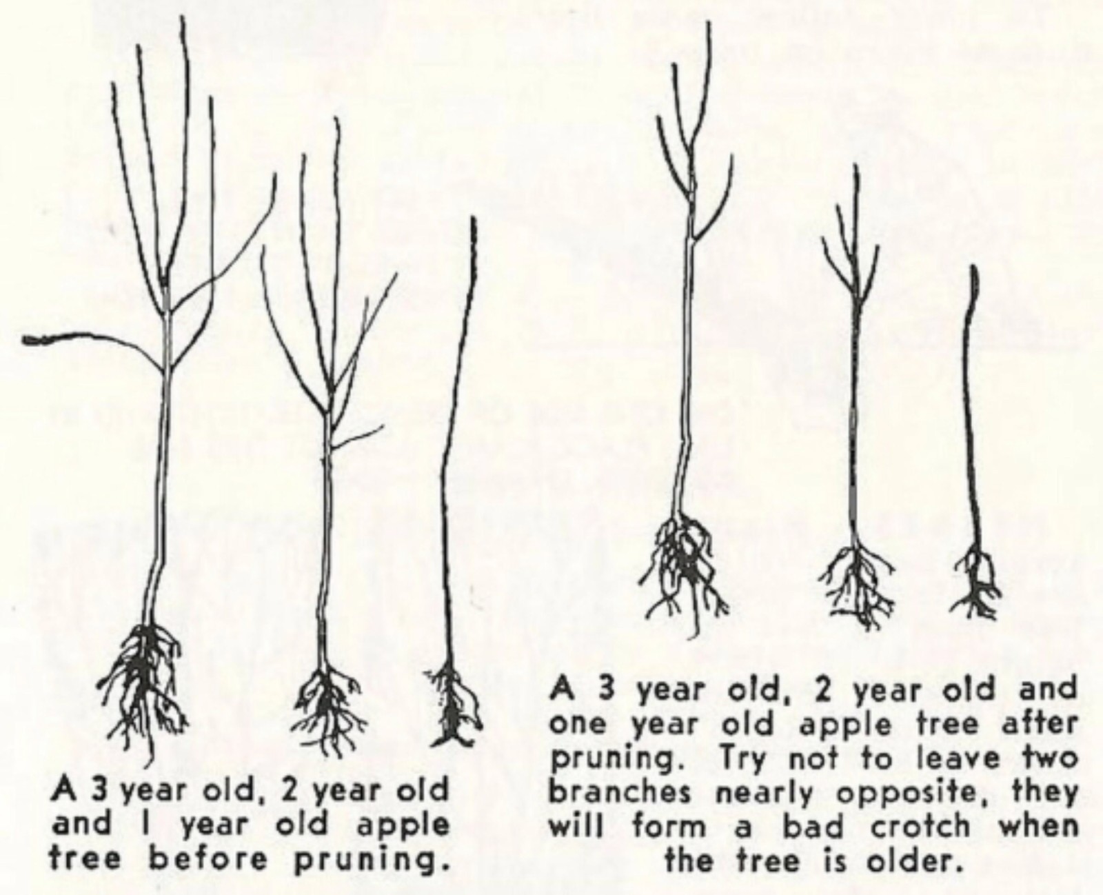 Hauer Pippin Apple tree grafted 5x5x12 inches pot size 1 year old