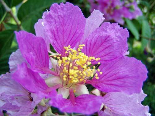 Crape Myrtle floribunda | Tropical Crape Myrtle | 10 seeds