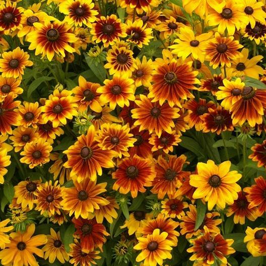 Black Eyed Susan DWARF RUSTIC Flower Mix Butterflies Rudbeckia Non-GMO 100 Seeds